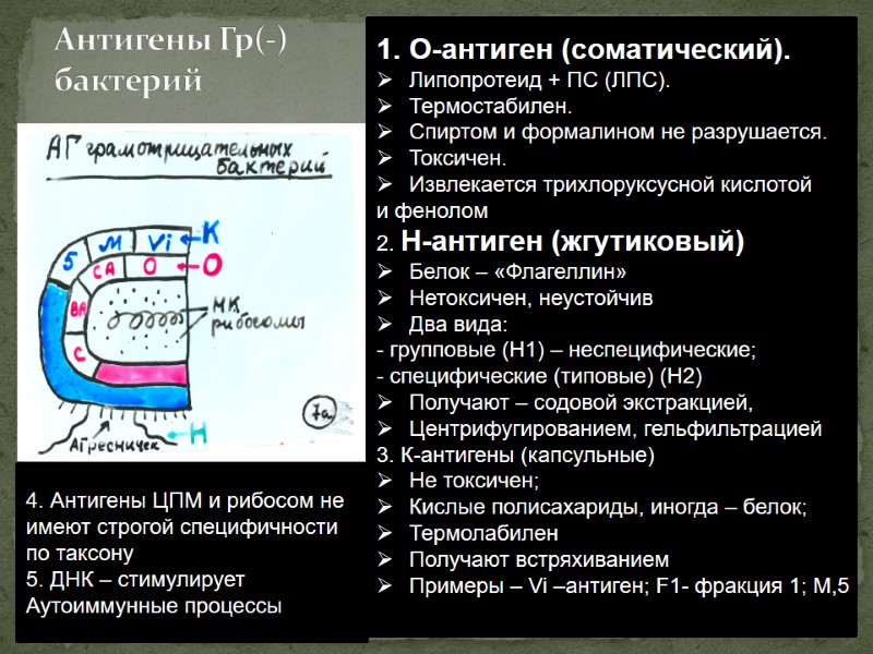 Антигены Гр(-) бактерий О-антиген (соматический).  Липопротеид + ПС (ЛПС). Термостабилен. Спиртом и формалином